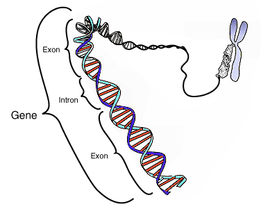 faqs on  Pancreatic Beta-Cell Mutations and MODY Diabetes