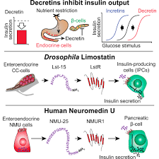 FAQs on Insulin Secretion & HNF1A Mutations