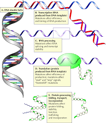FAQs on HNF4A Impair & Pancreatic Beta-Cell Development
