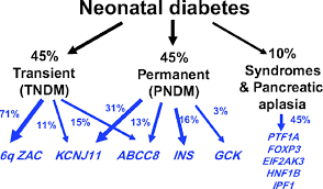 FAQs on Genetic Mechanisms in Neonatal Diabetes