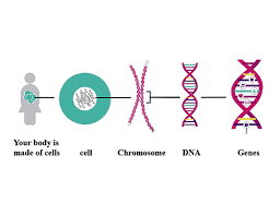 Scientific Studies and Findings on Chromosomal Abnormalities and Neonatal Diabetes