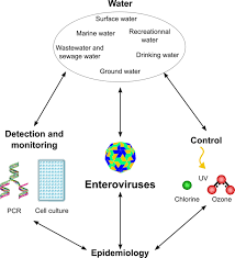 Why Enterovirus Infection Does Not Cause Diabetes in Everyone