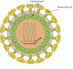 How Does Congenital Rubella Cause Type 1 Diabetes in Children